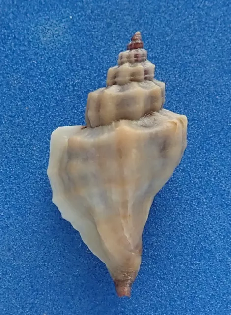 Coquillage de collection: Ocenebra inornata 47mm AO (Muricidae, France) Seashell