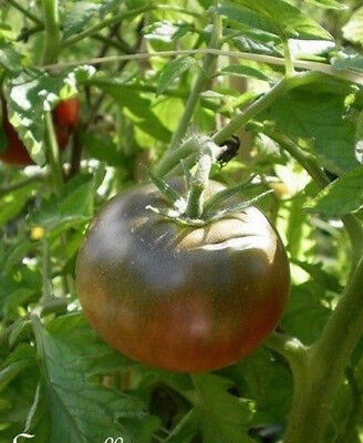 Solanum ♫ Graines ♫ Délices dégustés ♫ TOMATE FRUITS Moyens 'Amazon Chcolate' 