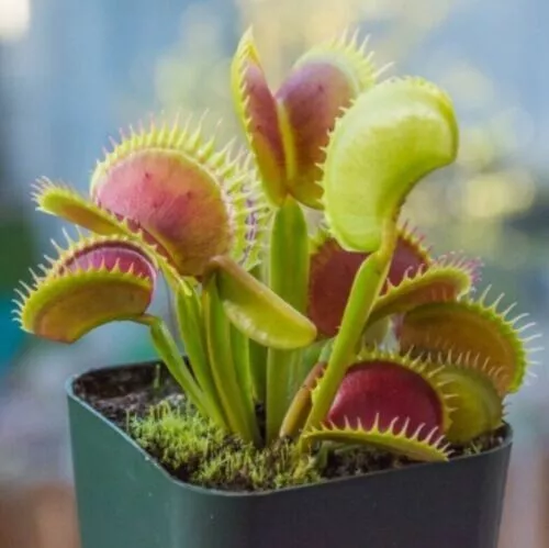 Giant Venus Fly Trap, DIONAEA MUSCIPULA, Carnivorous Plant - 10 Seeds Garden Pot