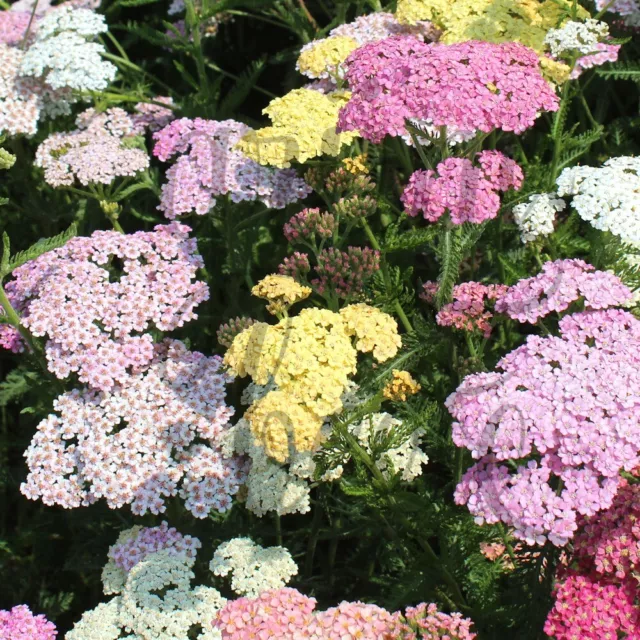 SCHAFGARBE 'PASTEL MIX' 50+ Samen ACHILLEA MILLEFOLIUM seeds BIENENWEIDE