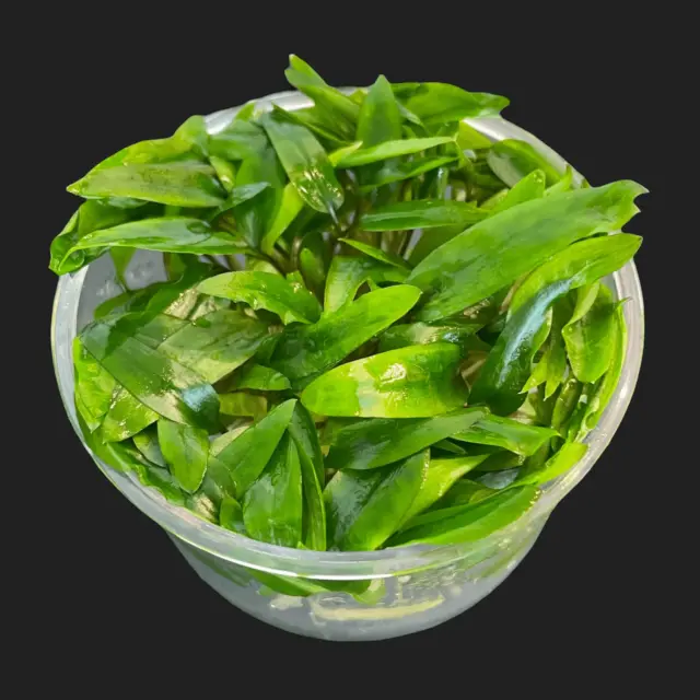 Cryptocoryne Wendtii Green Gecko Tissue Culture | Aquarium Plants Factory®