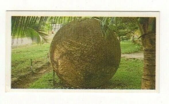 Brooke Bond #03 - The Giant Spheres of Costa Rica
