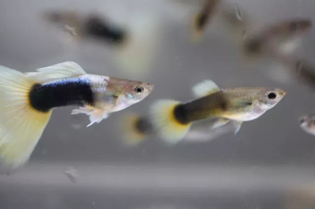 Half Black Yellow Guppies Trio: Vibrant Additions Bred in Florida