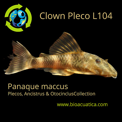 BEAUTIFUL CLOWN PLECO 1.75 TO 2 INCHES L104 ( Panaque maccus)