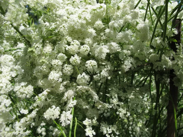 SAMEN Saatgut Nutzen Sie die Samen des Anis „Pimpinella anisum“ als wohltuen