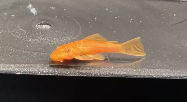 Super-Red Bristlenose Pleco (x6) 1" Live Fresh Water Grown in Aquaponics System
