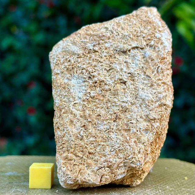 Jurassic Coral Fossil from Wiltshire, UK - Genuine Fossils for Sale