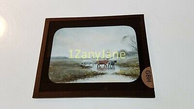 GBH Glass Magic Lantern Slide Photo CATTLE DRINK WATER, STAND IN STREAM