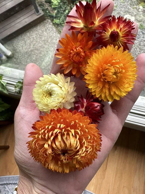 Lote de 50 flores de 1-2"" naranjas recién secas #12 cosecha 2023 EE. UU.