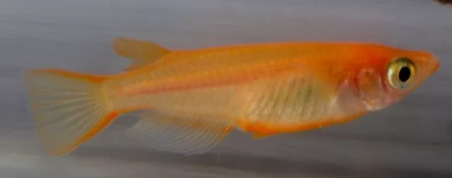 Yokihi Orange Medaka Japanese Rice Fish 7 + 3 DOA Live Fish