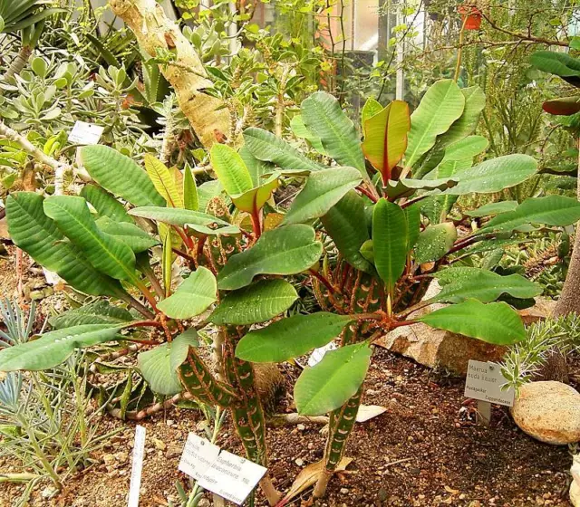20x PALMA DA SPUTO esotica dal Madagascar - sputa semi - facile da coltivare