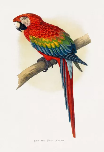 Vintage Colourful Red and Blue Macaw - Wall Art Bird Poster Print Picture