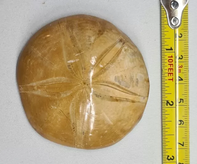 Authentic Madagascar Jurassic Fossil Sea Urchin Pygurus Marmonti: Polished