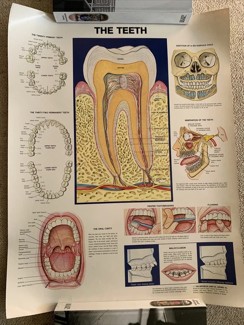 1983 ANATOMICAL CHART co, The Teeth. Dental chart poster VTG. 26x20 $25
