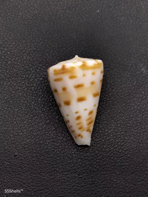 Uncommon, Conus advertex cone seashell. 34mm Australian Sea shell. Beach #6871