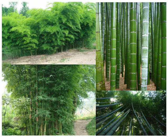 10 Samen RIESEN-Bambus, Moso-Bambus Winter / Sichtschutz + GRATIS GESCHENK