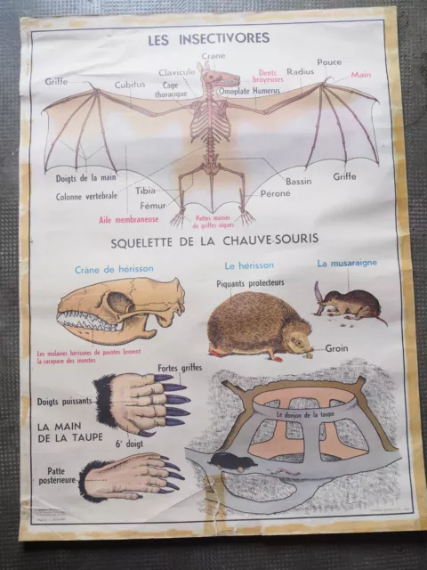 Affiche Scolaire MDI chauve-souris lapin