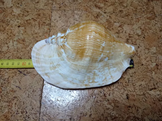 Very Nice Shell Xl Huge/Big Strombus(Triornis)Latissimus Tulagi,Solomon Islands