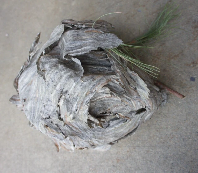 7" x 8" Wisconsin BALD FACE HORNETS WASP NEST Art Craft Decor insects