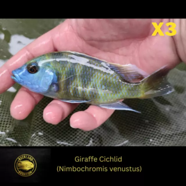 3x Giraffe Cichlid  (Nimbochromis venustus) - Live Fish (1.75" - 2")