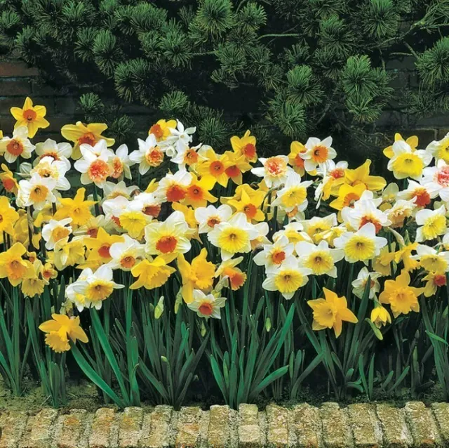 Daffodil Bulbs - Mixed Colors - 25 Bulbs 