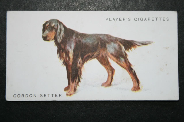 GORDON SETTER   Original 1930's Vintage Illustrated Card  QC13