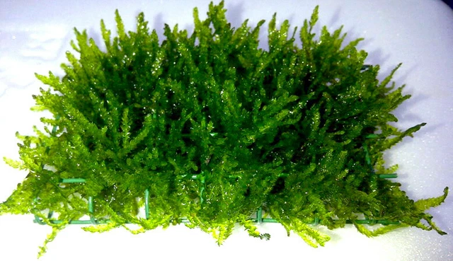 Flammenmoos als Matte ca. 80 x 50 mm / Taxiphyllum spec. Flame, Moos
