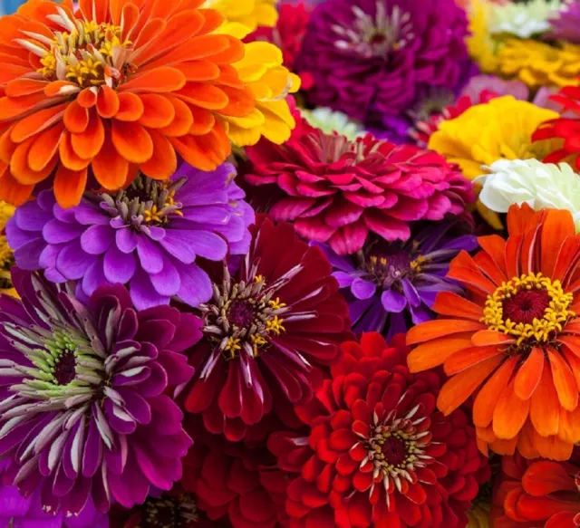 California Giant Zinnia Flower Seeds | Non-GMO | Fresh Annual Flower Seeds