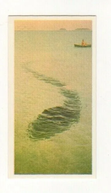 Brooke Bond #11 - A Sea Monster off the Queensland, Australia coast in 1965