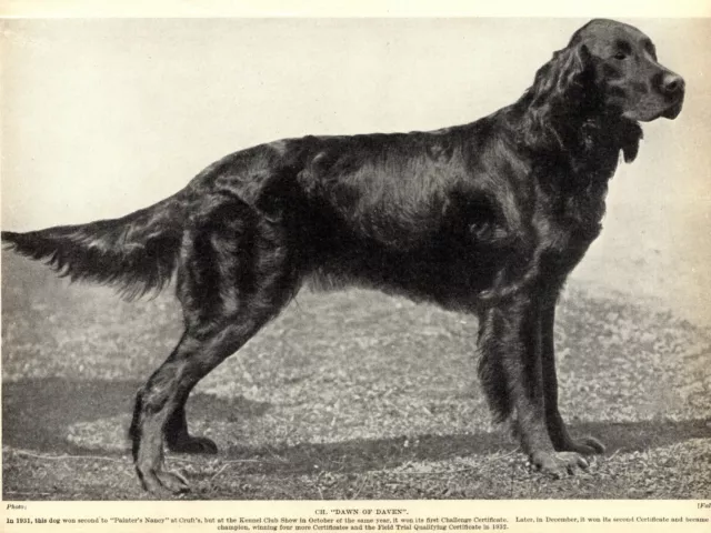 1930s Antique GORDON SETTER Dog Print Champion Dawn of Daven 3815-D