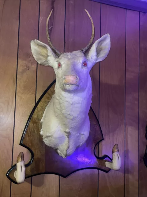 Albino White Tail  Buck deer mount taxidermy RARE