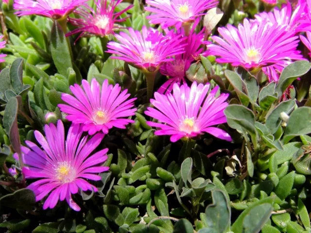 Coopers Mittagsblume - Delosperma cooperi 10+  Samen - Seeds FROSTHART E 296