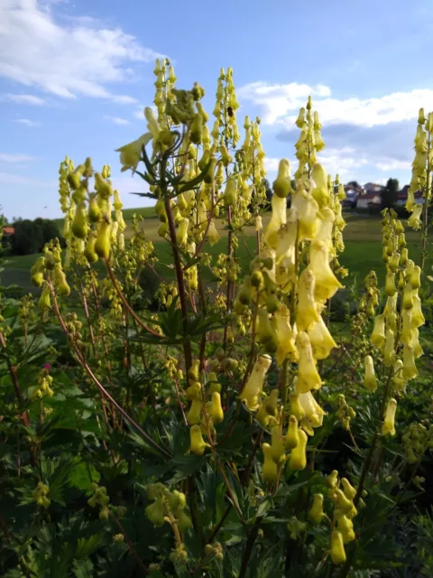 Gelber Eisenhut (Aconitum lycoctonum) Wolfs-Eisenhut Blütenstaude Hahnenfußgewäc