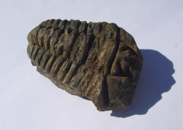 Trilobit Calymene Fossil Marokko Gliederfüßer Fossilien TRC007 Trilobite