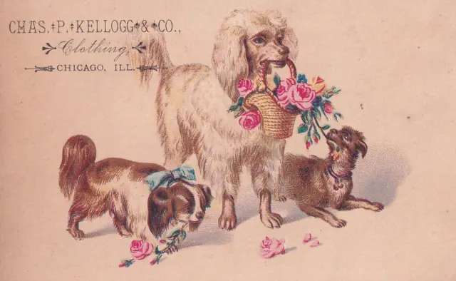 1800s Victorian Trade Card -Chss Kellogg & Co -Dogs-Chicago-Selling Lot of Cards