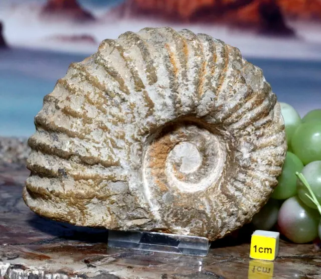 Superb  Ammonite Fossil - Real Jurassic Prehistoric Dinosaur Perisphinctes 571g 3