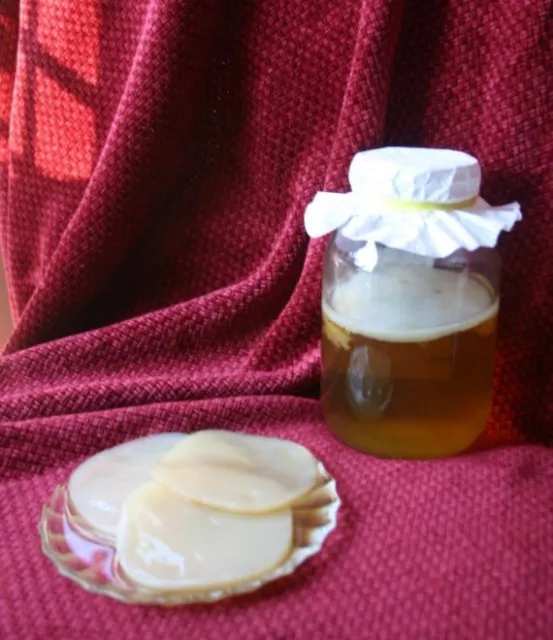 XL Bio Kombucha Scoby Starter + Tee Enzyme Probiotikum gefüttert auf Org Rohrzucker