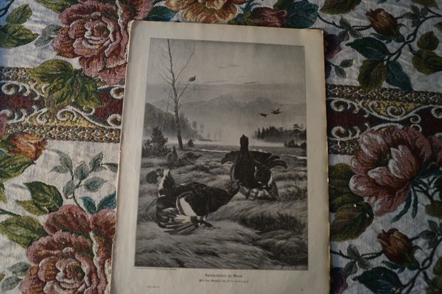 1904 Zeitungsdruck 508 Birkhuhn Olto Recknagel