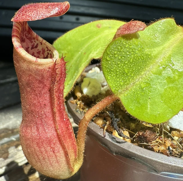 Nepenthes (veitchii x lowii) x clipeata seed- grown ,Shipped Potted Nepenthes (veitchii x lowii) x clipeata seed- grown ,Shipped Potted