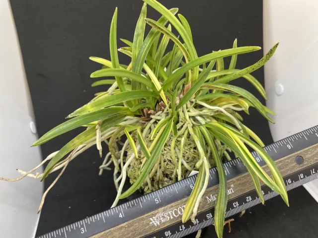 (BIN)Neofinetia falcata(japaneseorchids)stripe/big clump/TAKARA-NISHIKI 宝錦