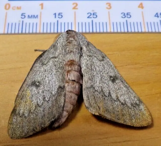 Heiligbrodt's Mesquite Silk Moth Syssphinx heiligbrodti Saturniidae S Texas J12