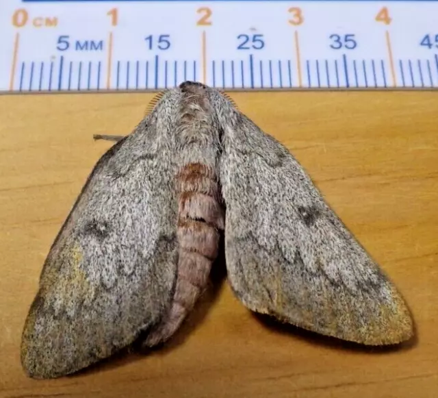 Heiligbrodt's Mesquite Silk Moth Syssphinx heiligbrodti Saturniidae S Texas J12