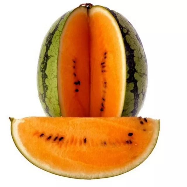 Very Sweet Orange Watermelon Seeds Non GMO Rare Live Planting Seeds  Orange