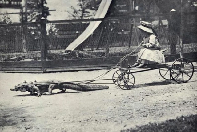 Antique Alligator Ride Photo 764 Oddleys Strange & Bizarre