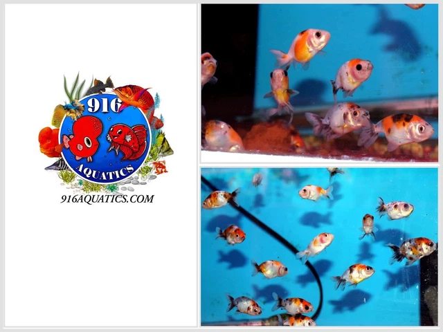 1 Inch Calico Ranchu Live Goldfish 1 Piece Random