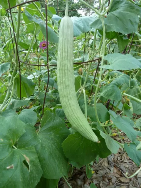 25 Cucumber Armenian Seeds, Yard Long! Mild & Sweet NOT Bitter! Maturity 60 Days