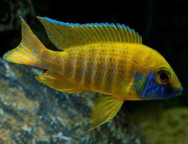 YELLOW SUNSHINE PEACOCK CICHLID 4"-5" live fish FREE SHIPPING