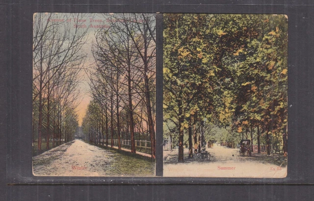 SOUTH AUSTRALIA, ADELAIDE, BOTANIC GARDENS, AVENUE OF PLANE TREES, c1910 ppc.