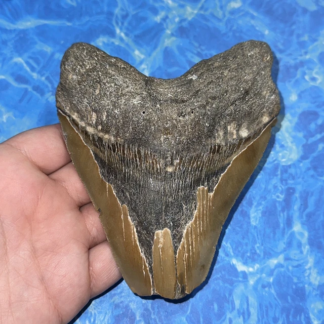 Megalodon Shark Tooth 5.15” Huge Teeth Big Meg Scuba Diver Direct Fossil Nc 8137