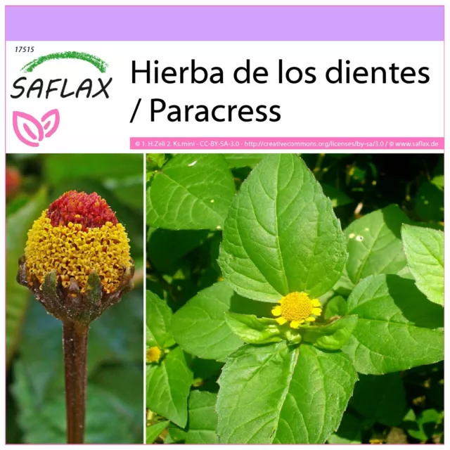 SAFLAX  - Hierba de los dientes / Paracress - 500 semillas - Acmella